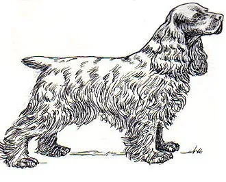 Amerikan Cocker Spaniel fotoğraf 4