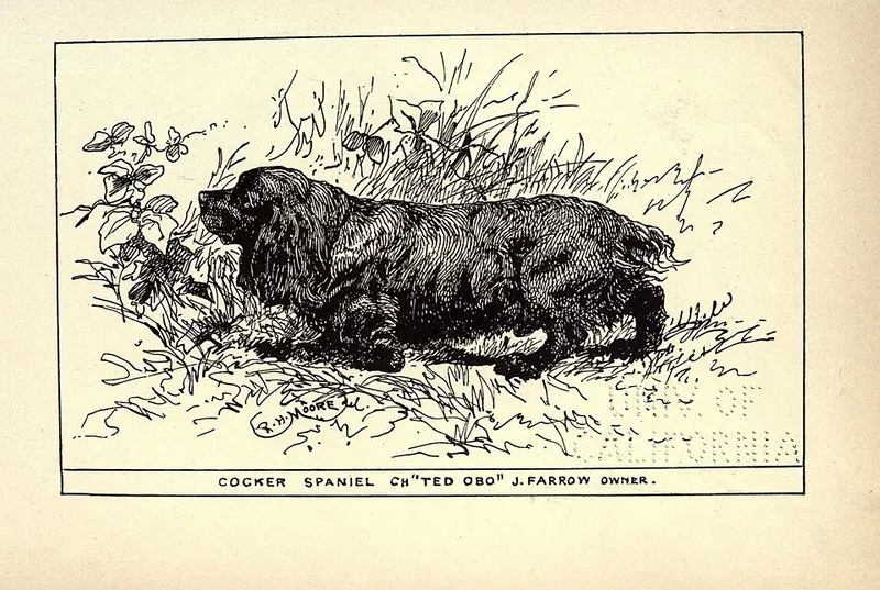 Amerikan Cocker Spaniel fotoğraf 5