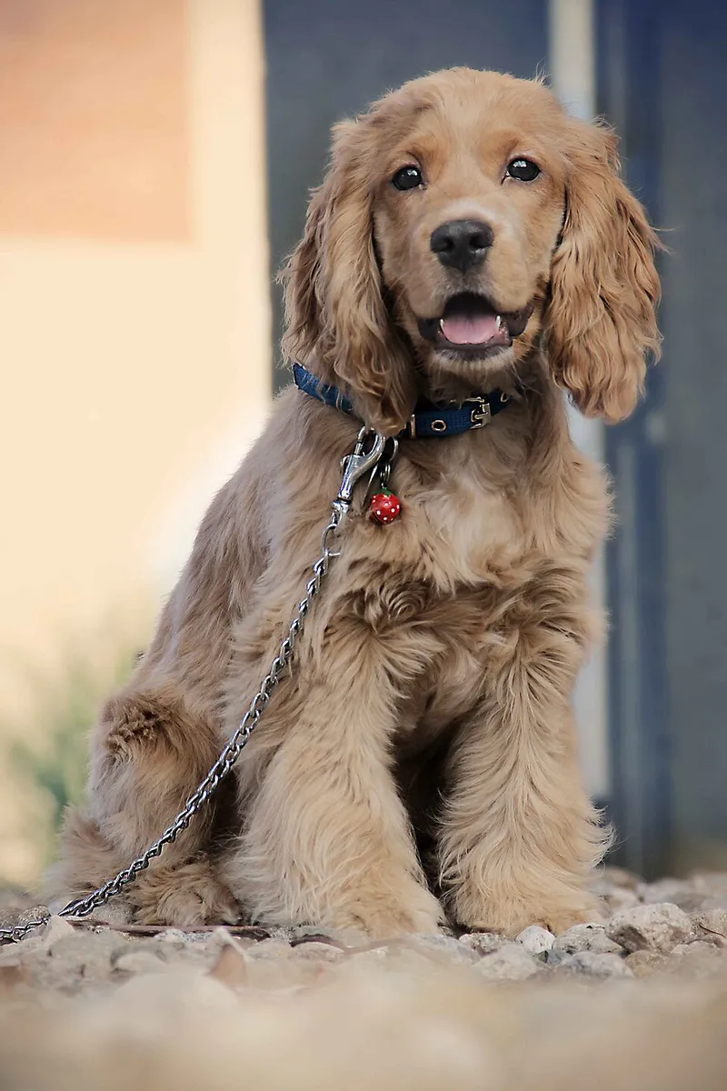 Amerikan Cocker Spaniel fotoğraf 6