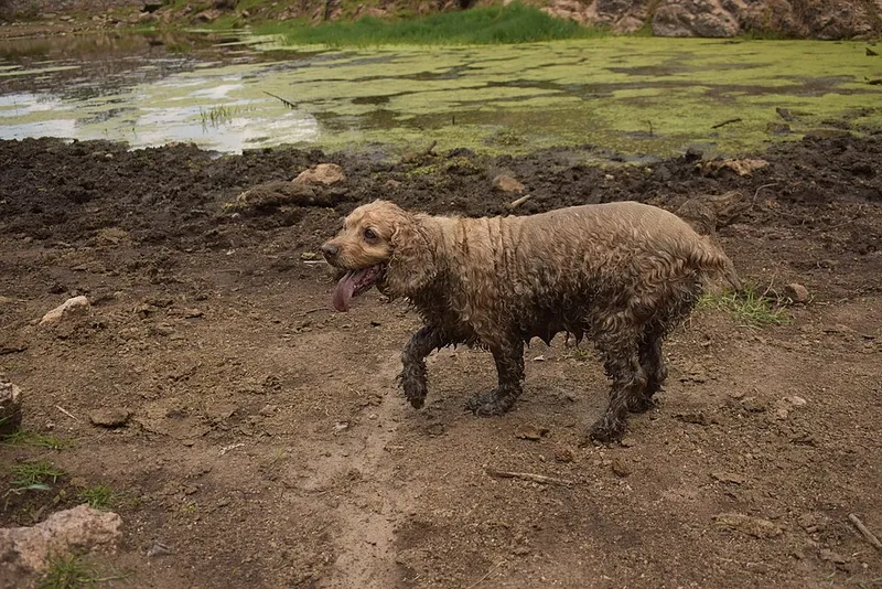 Amerikan Cocker Spaniel fotoğraf 7