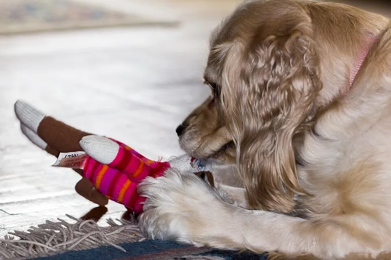 Amerikan Cocker Spaniel fotoğraf 9