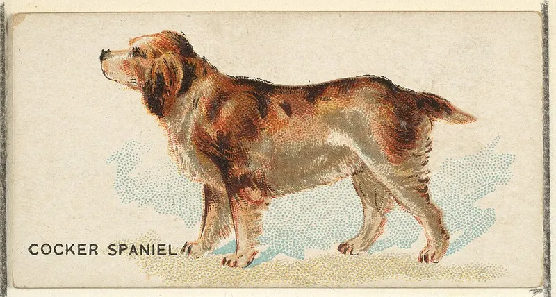 Amerikan Cocker Spaniel fotoğraf 10