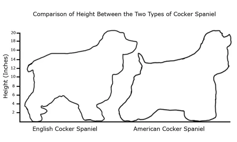 Amerikan Cocker Spaniel fotoğraf 11