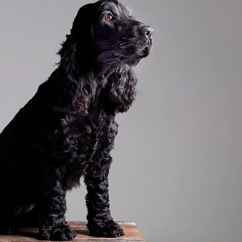Amerikan Cocker Spaniel fotoğraf 12