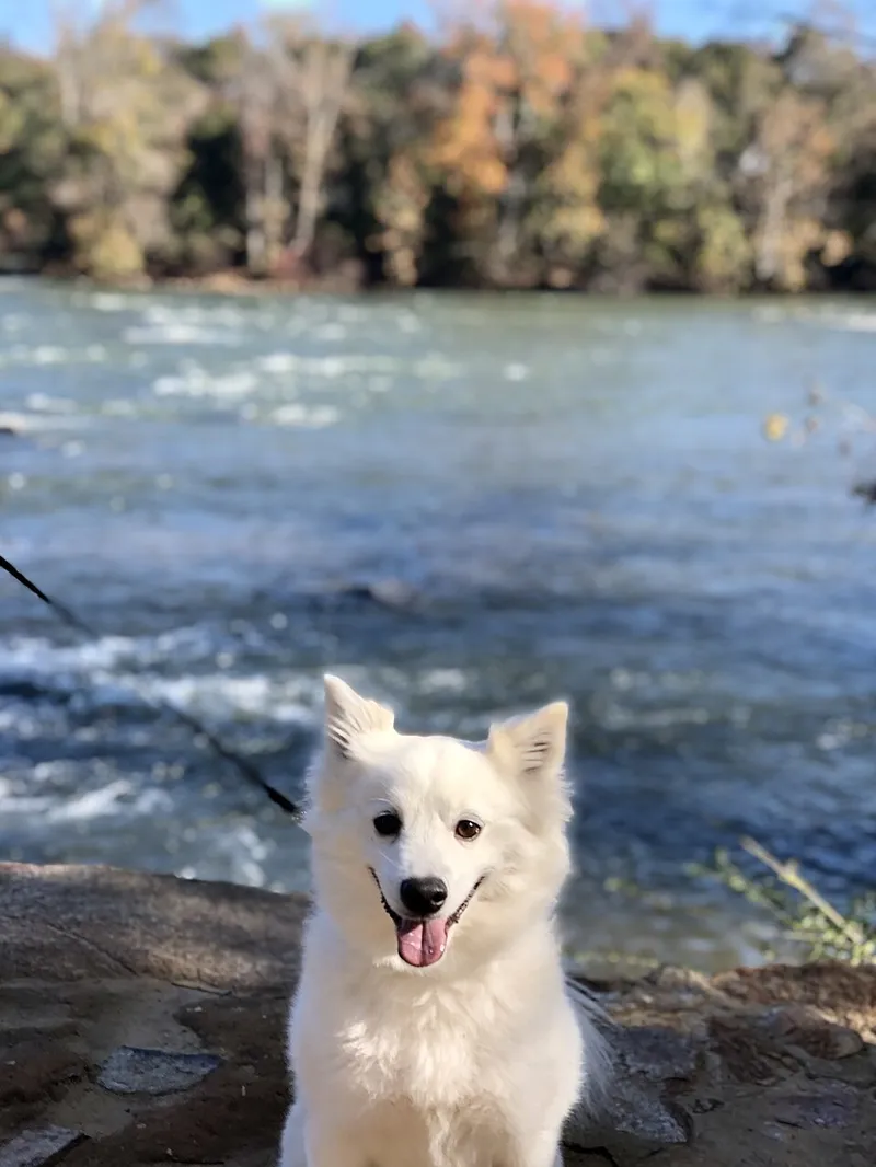 Amerikan Eskimo Köpeği fotoğraf 1