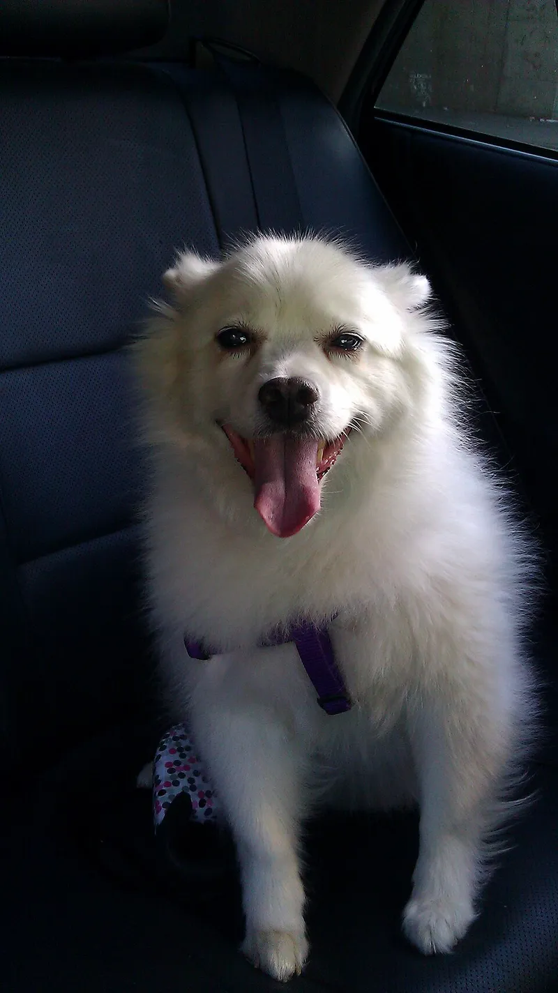 Amerikan Eskimo Köpeği fotoğraf 2