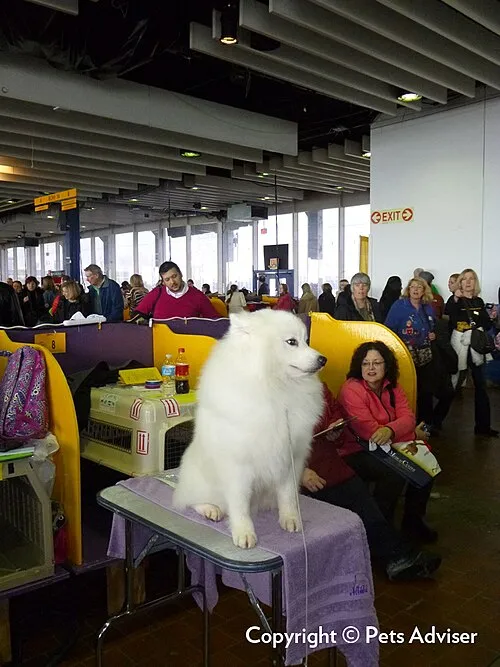 Amerikan Eskimo Köpeği fotoğraf 3