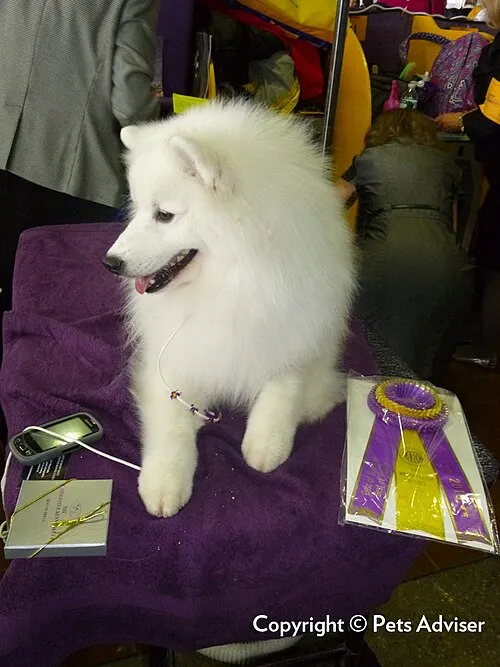 Amerikan Eskimo Köpeği fotoğraf 4