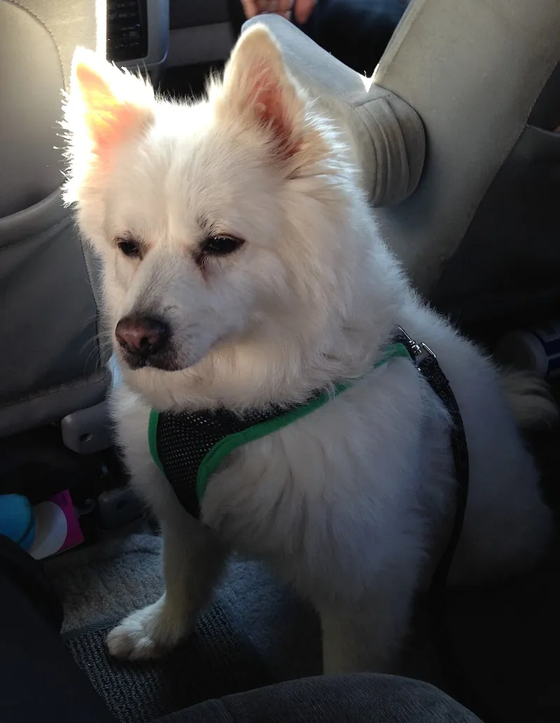 Amerikan Eskimo Köpeği fotoğraf 5