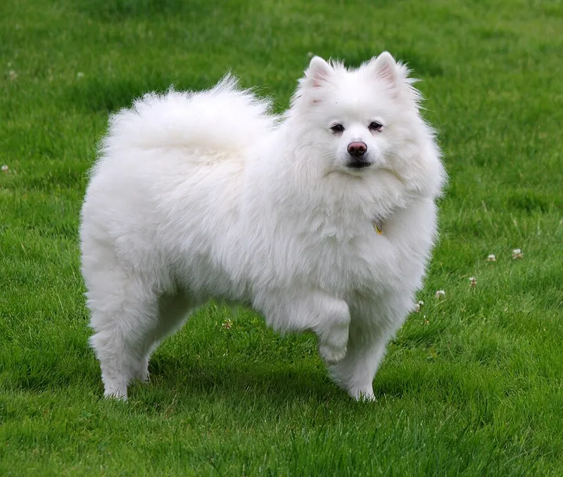 Amerikan Eskimo Köpeği fotoğraf 6