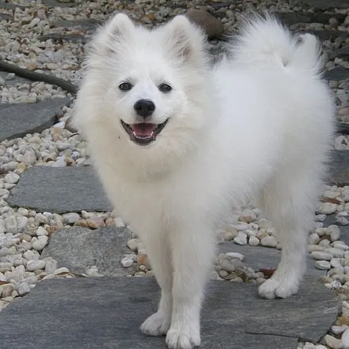 Amerikan Eskimo Köpeği fotoğraf 7