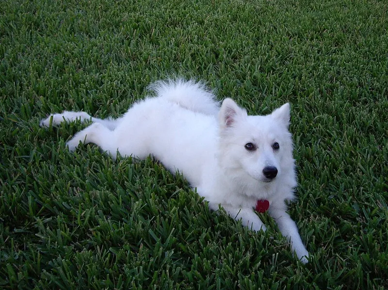 Amerikan Eskimo Köpeği fotoğraf 8