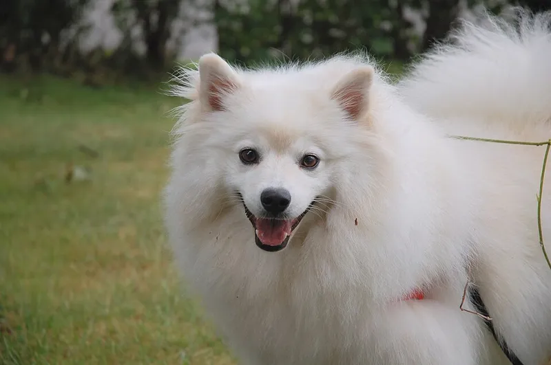 Amerikan Eskimo Köpeği fotoğraf 9