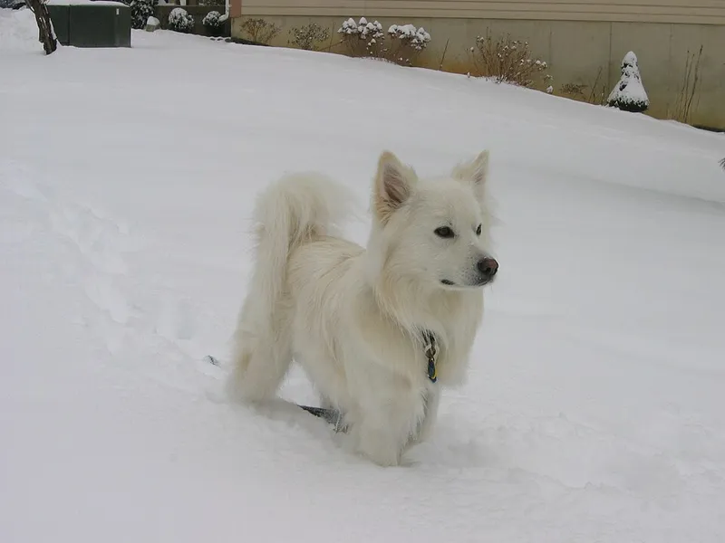 Amerikan Eskimo Köpeği fotoğraf 10