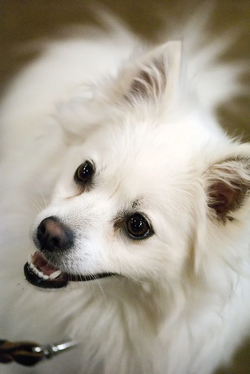 Amerikan Eskimo Köpeği fotoğraf 11