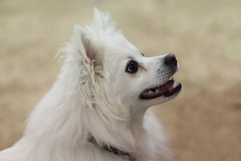 Amerikan Eskimo Köpeği fotoğraf 12