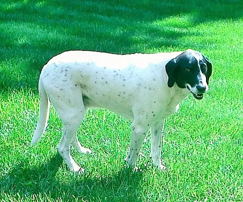 Amerikan Foxhound fotoğraf 2