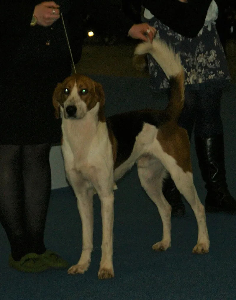Amerikan Foxhound fotoğraf 3