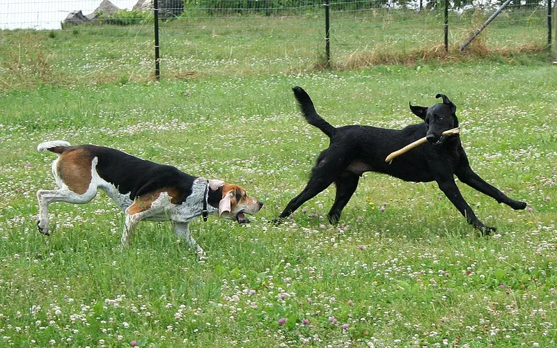 Amerikan Foxhound fotoğraf 4