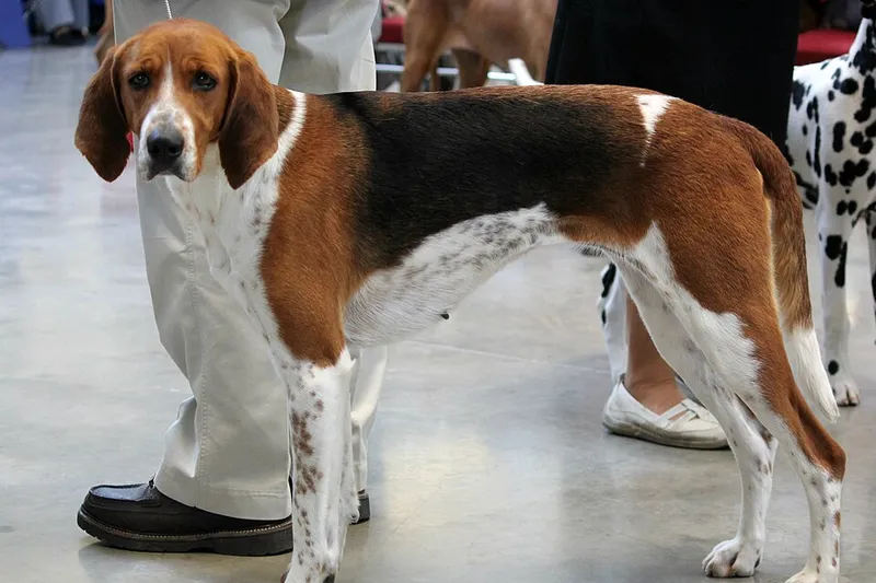 Amerikan Foxhound fotoğraf 5