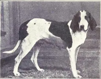 Amerikan Foxhound fotoğraf 6