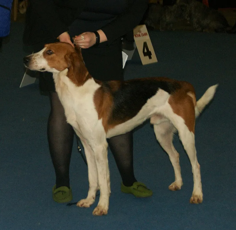 Amerikan Foxhound fotoğraf 7
