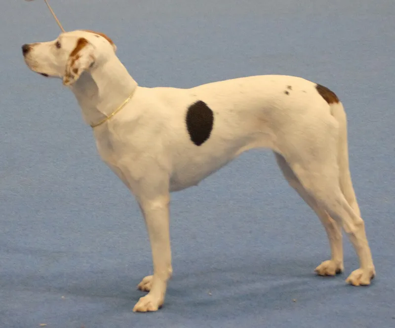 Amerikan Foxhound fotoğraf 8