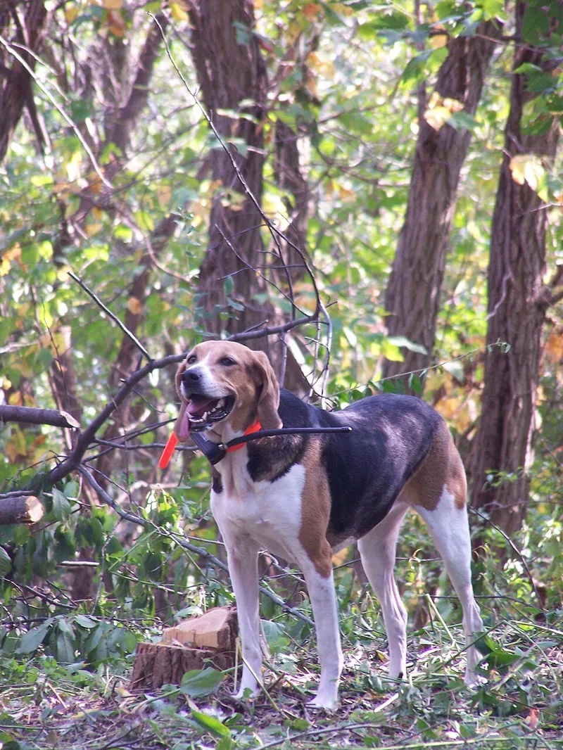Amerikan Foxhound fotoğraf 9