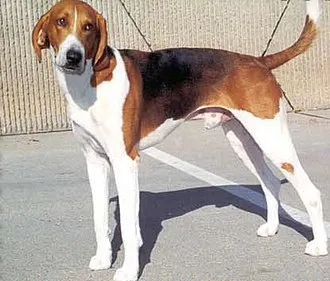 Amerikan Foxhound fotoğraf 10