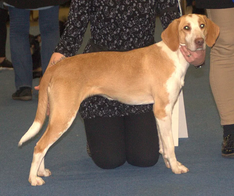 Amerikan Foxhound fotoğraf 11