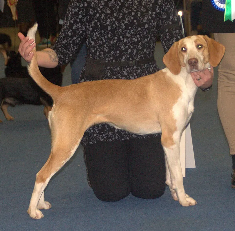Amerikan Foxhound fotoğraf 12