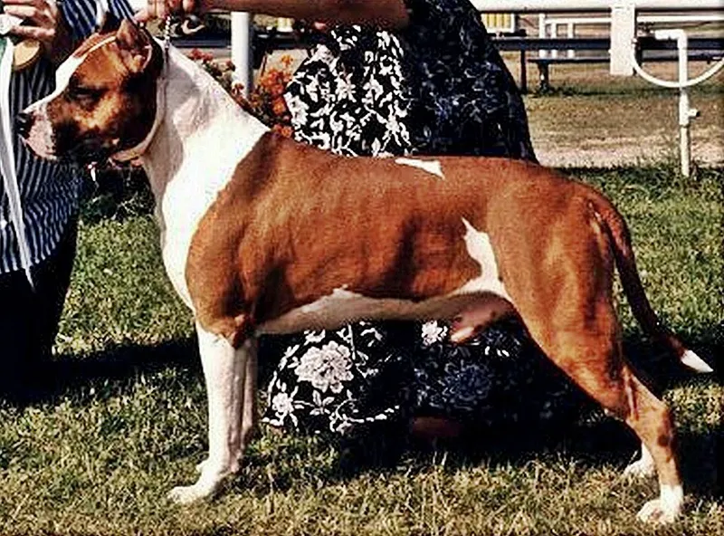 Amerikan Staffordshire Terrier fotoğraf 1