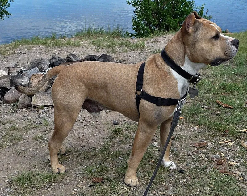 Amerikan Staffordshire Terrier fotoğraf 2