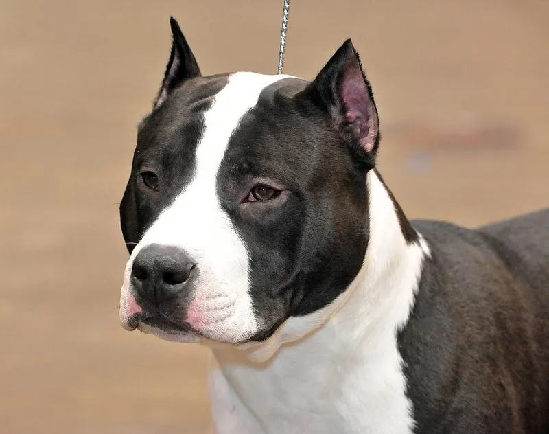 Amerikan Staffordshire Terrier fotoğraf 3
