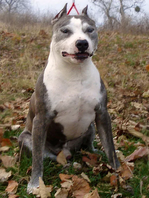 Amerikan Staffordshire Terrier fotoğraf 4
