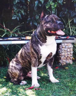 Amerikan Staffordshire Terrier fotoğraf 5