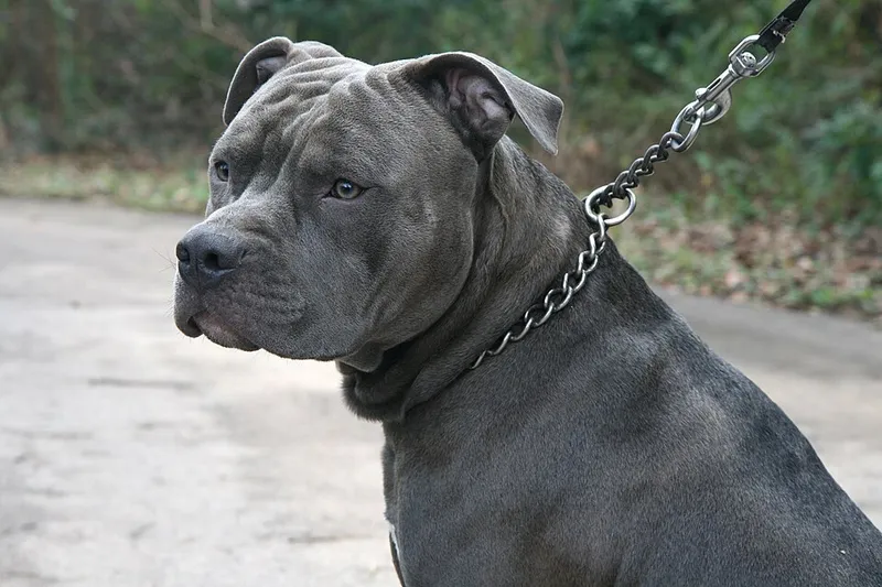 Amerikan Staffordshire Terrier fotoğraf 6
