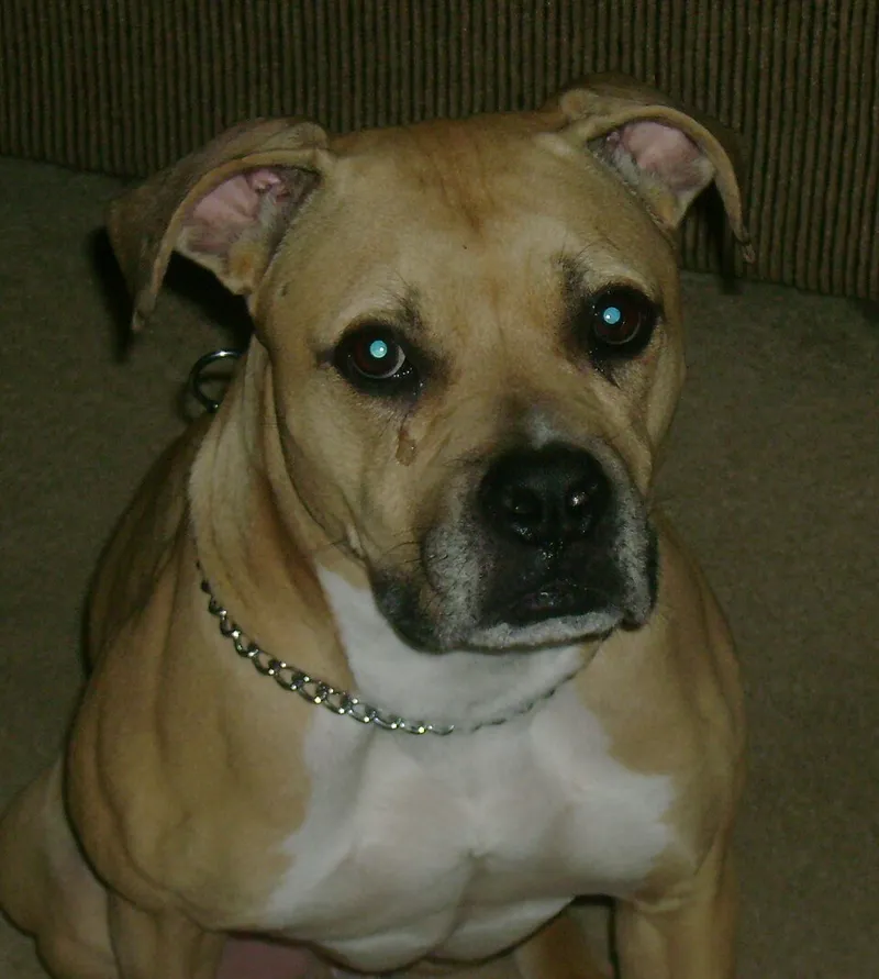Amerikan Staffordshire Terrier fotoğraf 7