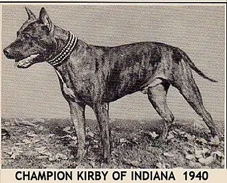 Amerikan Staffordshire Terrier fotoğraf 8