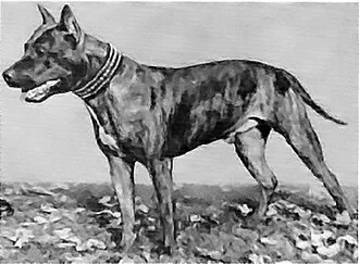 Amerikan Staffordshire Terrier fotoğraf 9