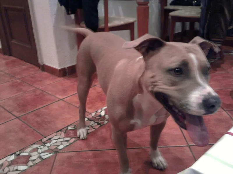 Amerikan Staffordshire Terrier fotoğraf 10