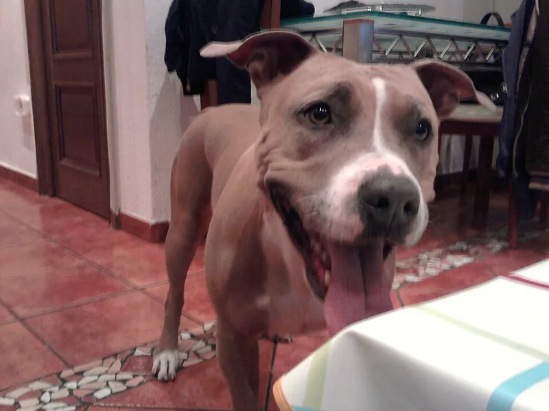 Amerikan Staffordshire Terrier fotoğraf 11