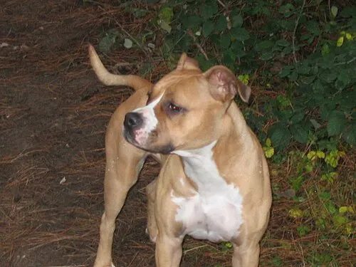 Amerikan Staffordshire Terrier fotoğraf 12