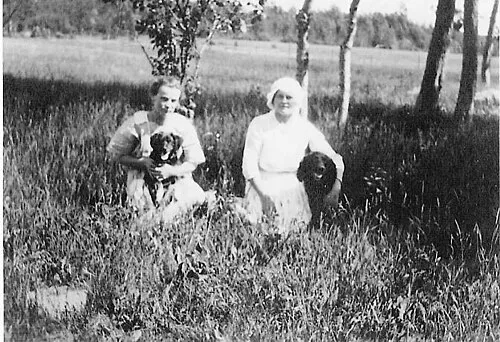 Amerikan Su Spaniel fotoğraf 1