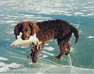 Amerikan Su Spaniel fotoğraf 2