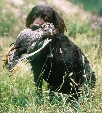 Amerikan Su Spaniel fotoğraf 3
