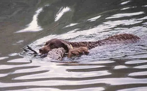 Amerikan Su Spaniel fotoğraf 4