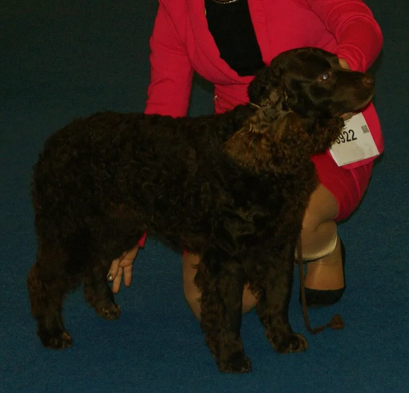 Amerikan Su Spaniel fotoğraf 5