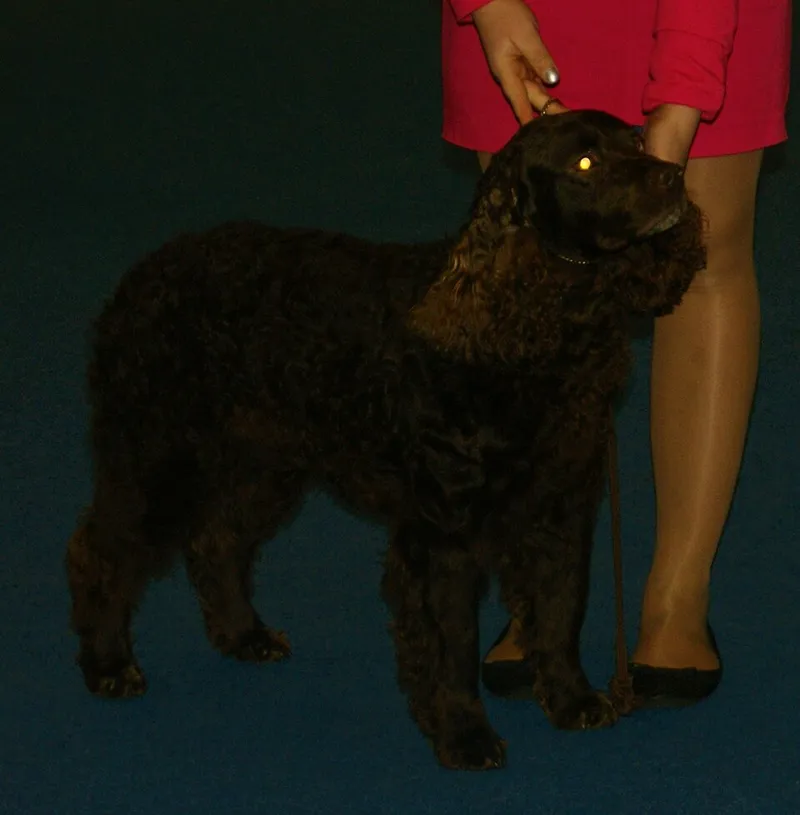 Amerikan Su Spaniel fotoğraf 6
