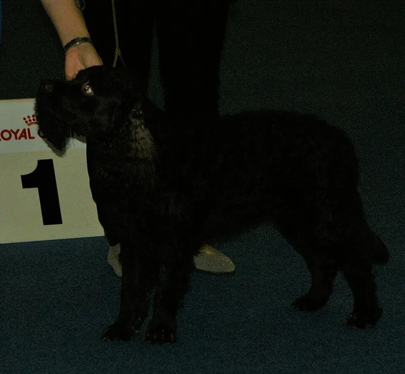 Amerikan Su Spaniel fotoğraf 7